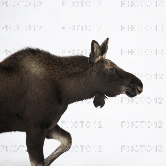 Bleed... Elk (Alces alces), young bull elk with freshly shed antlers, without antlers in winter, stomping through high snow, typical elk posture, funny picture, profile view, nature in Yellowstone NP, Wyoming, North America, United States of America