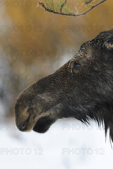 Moose (Alces alces), cow moose, head portrait of an adult female, on a rainy day in winter, soaked to the skin, in the rain, detailed close-up, portrait, cropping, wildlife, nature in Yellowstone NP, Grand Teton, Wyoming, USA, North America, United States of America