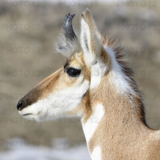 Pronghorn... Pronghorn (Antilocapra americana) pronghorn, pronghorn antelope or pronghorn antelope in winter, male animal, buck, head portrait, close-up, fastest land mammal after the cheetah, occurring in the prairies of America and the Sonoran Desert, Yellowstone area, Montana, North America, United States of America, US