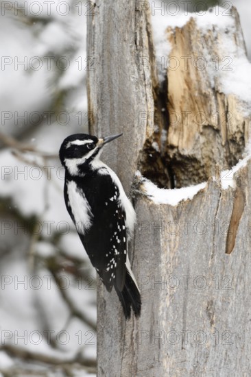 Foraging ... Hairy woodpecker (Picoides villosus), North American woodpecker species in winter during light snowfall on a dead tree, female, nature in Yellowstone NP, Montana, North America, United States of America