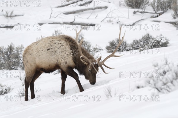 Tough times... Wapiti (Cervus canadensis), American deer, American deer species digs with its hooves in deep snow to get food, nature in Yellowstone NP, Wyoming, North America, United States of America