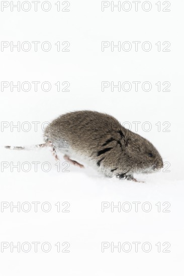 Rocky Mountain vole (Microtus montanus) in winter, rare encounter, running through the snow, photographed almost at eye level, wildlife, Grand Teton National Park, USA, nature in Yellowstone NP, Wyoming, North America, United States of America
