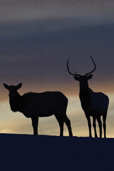 Deer, Wapitis (Cervus canadensis), North American deer, pair on a small hill, hilltop, silhouette against the evening sky after sunset, a day comes to an end, backlight shot, Yellowstone NP, Wyoming, USA, Nature in Yellowstone NP, North America, United States of America