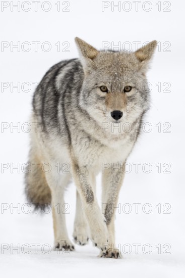 Eye contact... Coyote (Canis latrans) in winter in the snow, light snowfall, wild coyote walks directly towards the camera with a bright, clear, focussed gaze, frontal shot, natural environment, low shooting perspective at eye level, nature in Yellowstone NP, Wyoming, North America, United States of America