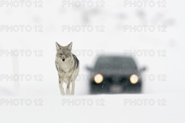 Walking pace... Coyote (Canis latrans) walking across a snow-covered road in winter, followed by a car, looks completely unimpressed, in high snow conditions many animals use cleared roads to make easy progress, often dangerous situation for all, nature in Yellowstone NP, Wyoming, North America, United States of America