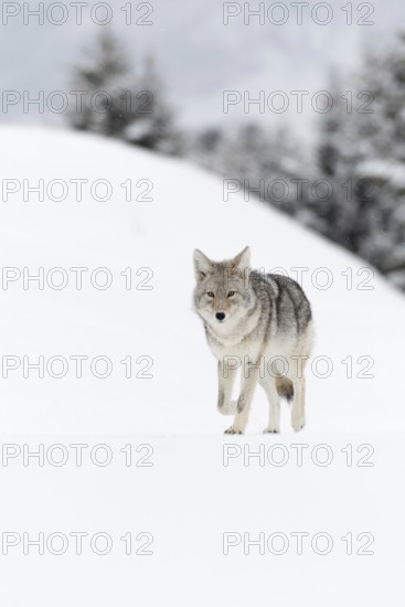 Coyote (Canis latrans) in winter, walking on frozen snow, light snowfall, in beautiful snow-covered typical natural environment, nature in Yellowstone NP, Wyoming, USA, North America, United States of America