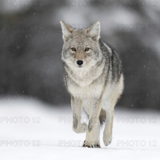 On the move... Coyote (Canis latrans) in winter in the snow, light snowfall, wild coyote runs directly towards the camera with a bright, clear concentrated look, frontal shot, natural environment, low shooting perspective at eye level, eye contact, nature in Yellowstone NP, Wyoming, North America, United States of America