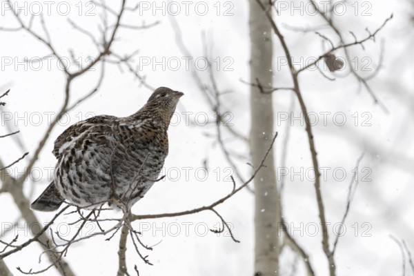 Ruffed grouse (Bonasa umbellus) in winter, sitting high in a tree on a thin branch in light snowfall, looking for food, eating buds, nature in Yellowstone NP, Wyoming, North America, United States of America, USA
