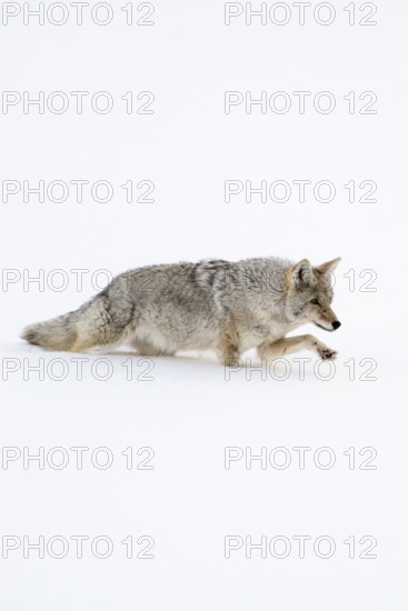 Coyote (Canis latrans) in winter, struggling through high snow, has to lift the front paw high, funny picture in deep snowy surroundings, nature in Yellowstone NP, Wyoming, USA, North America, United States of America