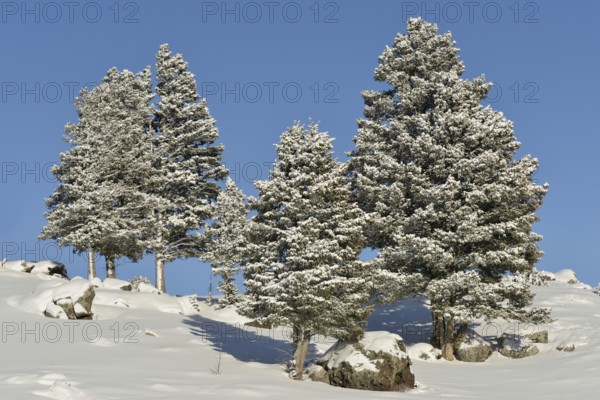 Deep blue sky, a few conifers and thick boulders... Yellowstone National Park (North America), untouched, snow-covered landscape on a beautiful, sunny winter day, nature in Yellowstone NP, Wyoming, North America, United States of America