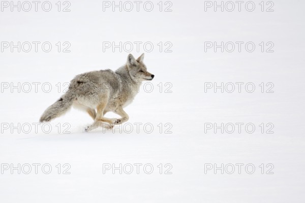 On the run... Coyote (Canis latrans) in winter, fleeing in a fast run through high snow, USA, nature in Yellowstone NP, Wyoming, North America, United States of America