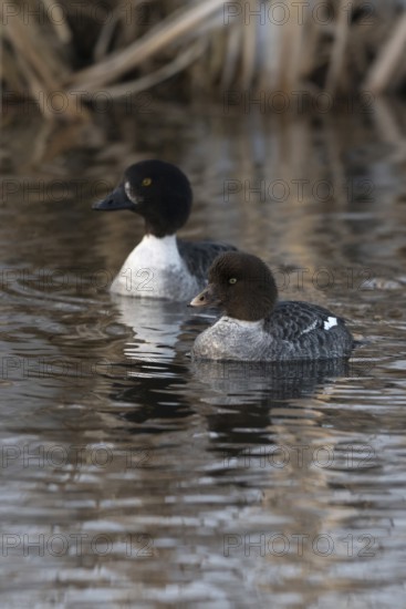 Common scoters (Bucephala islandica) in winter, adult female with juvenile, swimming on a river, nature in Yellowstone NP, Montana, USA, Yellowstone, Wyoming, North America, United States of America