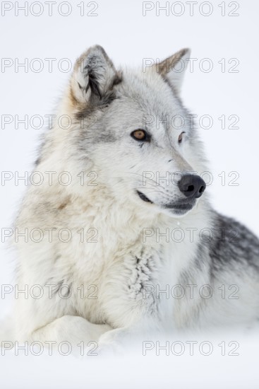 Grey wolf, Timberwolf wolf (Canis lupus) in winter, close-up, lying, wolf resting in the snow, photographed at eye level, detailed close-up, amber-coloured expressive eyes, Yellowstone area, Montana, USA, nature in Yellowstone NP, Wyoming, North America, United States of America