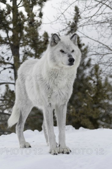 Light-coloured wolf... Timber wolf (Canis lupus lycaon) in winter, wolf, grey wolf, grey wolf standing powerfully and proudly on a snow-covered hill, looking fierce, angry, lead wolf, nature in Yellowstone NP, Montana, North America, United States of America