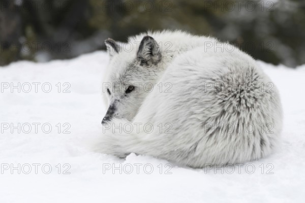 Curled up in the snow... Timberwolf (Canis lupus lycaon), grey wolf, grey wolf or simply wolf in winter, resting in the snow, protects the sensitive side of the belly by curling up, but also helps against heat loss in the cold, nature in Yellowstone NP, Wyoming, North America, United States of America