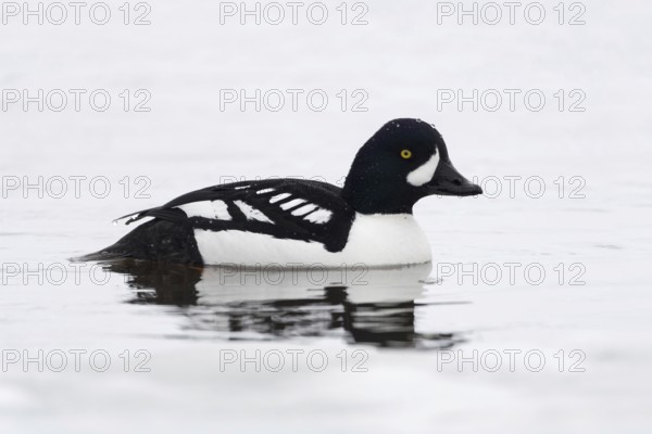 Northern Pochard (Bucephala islandica) in winter, adult, beautifully marked male swimming in icy water, nature in Yellowstone NP, USA, Yellowstone, Wyoming, North America, United States of America