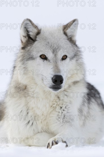 Grey wolf, Timberwolf wolf (Canis lupus) in winter, close-up, lying, wolf resting in the snow, photographed at eye level, detailed close-up, amber-coloured expressive eyes, nature in Yellowstone NP, Montana, USA, Yellowstone, Wyoming, North America, United States of America