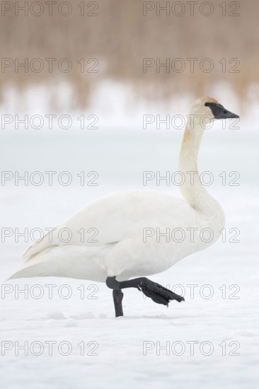 Ice and snow... Trumpeter Swan (Cygnus buccinator) walking across a frozen river, characteristic swan with black feet and almost completely black beak, native to North America, nature in Yellowstone NP, Grand Teton National Park, Wyoming, North America, United States of America