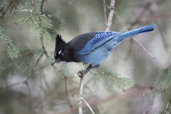 Curious... Diademed jay (Cyanocitta stelleri) in winter, North American corvid, very pretty jay bird, most comparable to our native magpie or jay, just as alert, cunning and intelligent, nature in Yellowstone NP, Wyoming, North America, United States of America