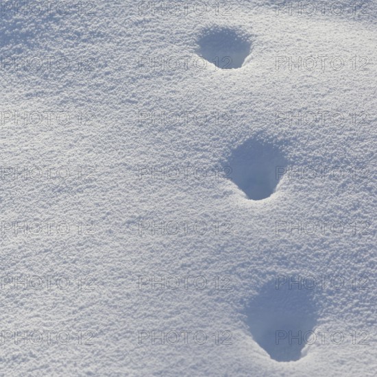 Fox, red fox (Vulpes vulpes), tracks in the snow, track, animal track, animal track, footsteps, footprints in winter, nature in Yellowstone NP, Wyoming, USA