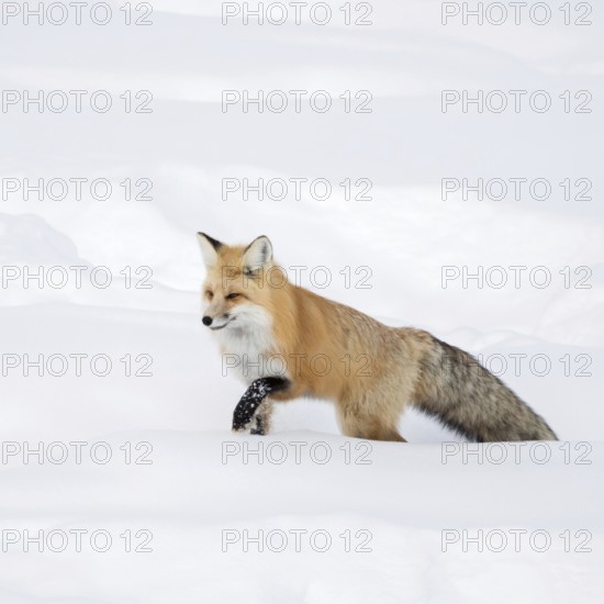 Red fox (Vulpes vulpes) in winter, running through deep snow, finding its way through high snow, nature in Yellowstone NP, Montana, North America, United States of America