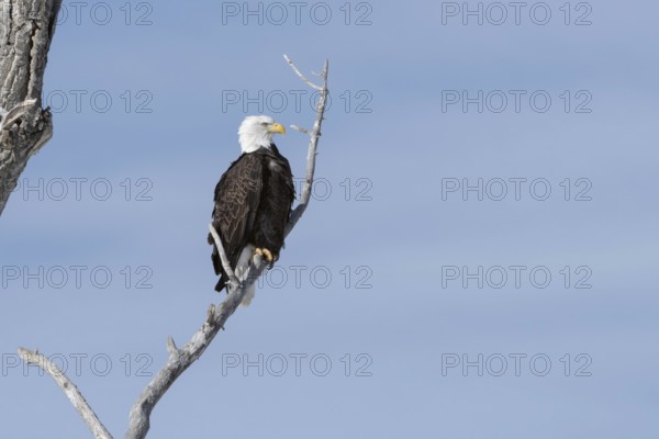 Majestic... Bald eagle (Haliaeetus leucocephalus), American eagle sitting proudly in a tree against a blue sky, probably a poplar, aspen, large bird of prey, American heraldic bird, nature in Yellowstone NP, Wyoming, North America, United States of America