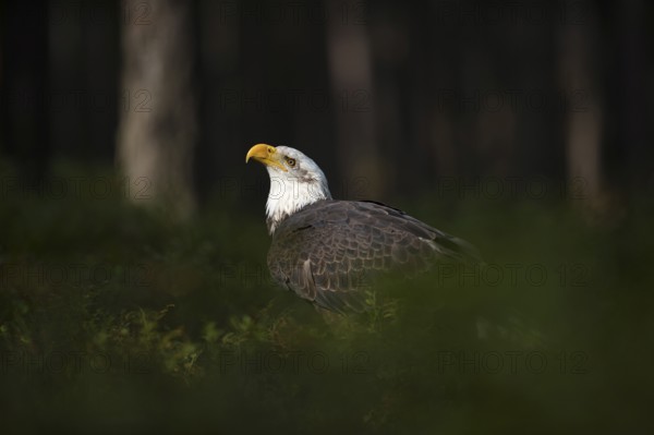 Securing... Bald eagle (Haliaeetus leucocephalus) sits in the spotlight in the undergrowth on the ground in the forest, securing with a sharp look up to the sky