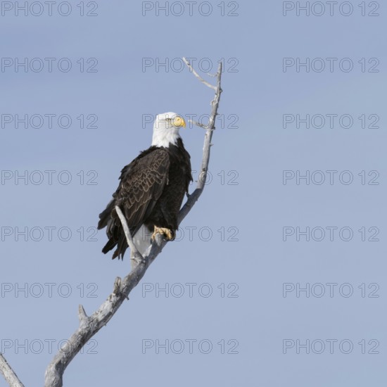 Bald eagle (Haliaeetus leucocephalus), adult bird, heraldic bird of the USA, sits high up in a poplar tree in fine weather, wildlife, Yellowstone Valley, Montana, USA, nature in Yellowstone NP, Wyoming, North America, United States of America