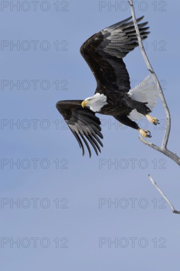 The take-off... Bald eagle (Haliaeetus leucocephalus), eagle, American national symbol and heraldic bird, pushes off from a tree in which it had previously been perched, flies off, nature in Yellowstone NP, Wyoming, North America, United States of America