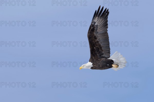 In flight... Bald eagle (Haliaeetus leucocephalus), American heraldic bird, flying eagle, American sea eagle, impressive adult bird, nature in Yellowstone NP, Wyoming, North America, United States of America