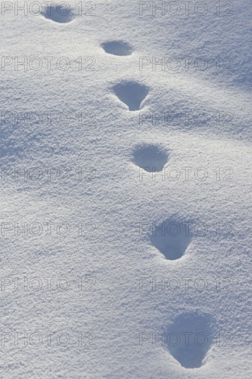 Fox, red fox (Vulpes vulpes), tracks in the snow, track, animal track, animal track, footsteps, footprints in winter, nature in Yellowstone NP, Wyoming, USA