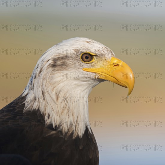 Mighty yellow beak... Bald eagle (Haliaeetus leucocephalus), impressive bird of prey, sea eagle, eagle, American national animal, heraldic bird, detailed close-up, head portrait, USA