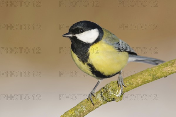 One of the best known native songbirds... Great Tit (Parus major), common bird that can be observed almost everywhere, male with broad black belly stripe, Lower Rhine, Rhine district of Neuss, North Rhine-Westphalia, Germany, Western Europe