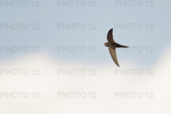 Swift as an arrow... Swift (Apus apus) in flight, stays in the air almost without interruption for about ten months outside the breeding season, sleeps in flight, Lower Rhine, Rhine district of Neuss, North Rhine-Westphalia, Germany, Western Europe