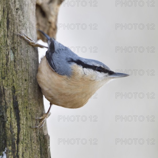 Climbing artist... European nuthatch (Sitta europaea) foraging in winter on the dead wood of an old oak tree, usually a very conspicuous native songbird, often seen at winter feeders in the garden, Lower Rhine, North Rhine-Westphalia, Germany, Western Europe