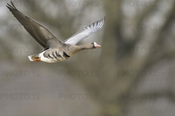 Grey winter time... White-fronted goose (Anser albifrons) on the Lower Rhine, wintering in Germany, arctic wild goose in flight, detailed close-up, native birdlife, wildlife, nature, North Rhine-Westphalia, Germany, Western Europe