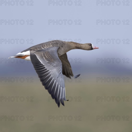 In the air... White-fronted goose (Anser albifrons), wild goose in flight over meadows and dykes in its wintering area on the Lower Rhine, typical goose, migratory bird, breeding areas are in the far north, north-east, Lower Rhine, North Rhine-Westphalia, Germany, Western Europe
