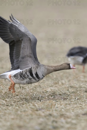 With a run-up... White-fronted goose (Anser albifrons), northern wild goose, wintering on the Lower Rhine, Germany takes off with a run-up for departure, numerous arctic wild geese winter on the coasts of the North Sea and Baltic Sea as well as inland in Western Europe, Lower Rhine, Rhineland, North Rhine-Westphalia, Germany, Western Europe