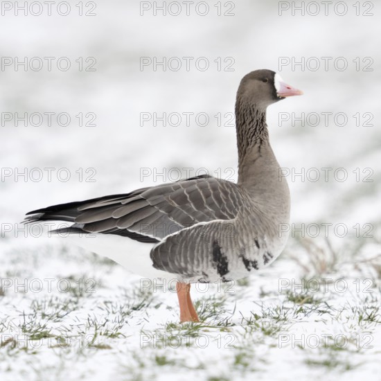 White-fronted goose (Anser albifrons) in winter on farmland covered with snow, Nordic winter visitor, wild geese overwinter in large numbers on the Lower Rhine, native wildlife, wildlife, Europe, Lower Rhine, North Rhine-Westphalia, Germany, Western Europe