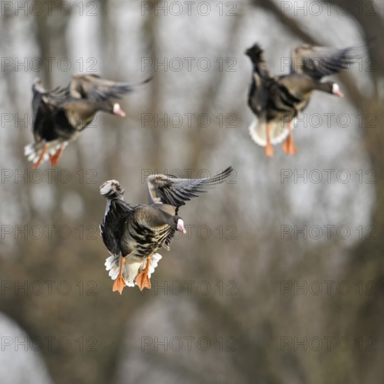 Flying in... White-fronted geese (Anser albifrons), arrival, arctic, northern wild geese fly in, land in front of typical head trees in their winter quarters on the Lower Rhine, native birdlife, wildlife, nature, Bislicher Insel, Wesel district, Lower Rhine, North Rhine-Westphalia, Germany, Western Europe