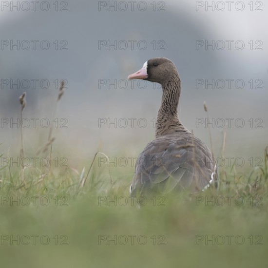 Looking round... White-fronted goose (Anser albifrons), wintering wild goose in the tall grass of a meadow, rear view, low, natural-looking photo position, Bislicher Insel, Wesel district, Lower Rhine, North Rhine-Westphalia, Germany, Western Europe