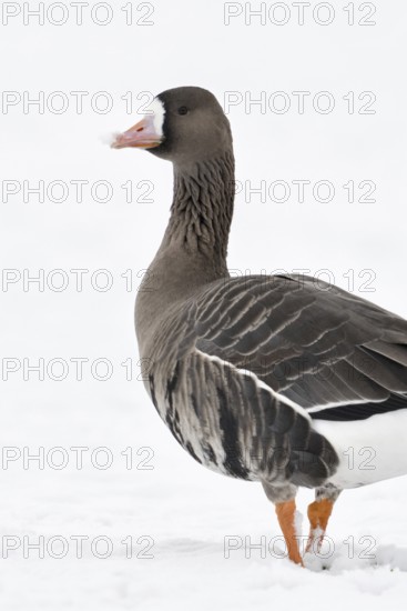 White-fronted goose (Anser albifrons), wild goose on the Lower Rhine, winter visitor from the Arctic, on snow-covered farmland, walking through snow, looking back, wildlife, wild animal, Europe, Xanten, North Rhine-Westphalia, Germany, Western Europe