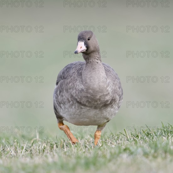White-fronted goose (Anser albifrons), arctic wild goose, wintering guest on the Lower Rhine, young bird, young goose runs directly towards the camera, frontal shot, looks funny, soft light, soft colours, wildlife, Lower Rhine, North Rhine-Westphalia, Germany, Western Europe