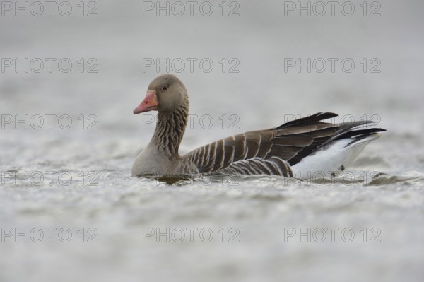 Greylag goose (Anser anser) swims on a body of water in cloudy weather, wild goose, second largest goose species in Europe, widespread almost everywhere, common, problem bird on some bodies of water when surrounding areas are overcooked, Lower Rhine, North Rhine-Westphalia, Germany, Western Europe