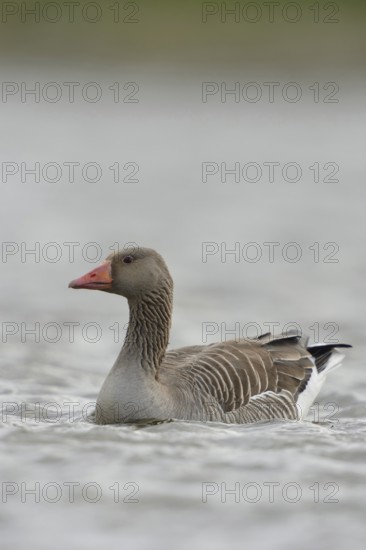 Greylag goose (Anser anser), swimming wild goose, second largest goose species in Europe, widespread almost everywhere, common, problem bird in some waters when surrounding areas are overcooked, Lower Rhine, North Rhine-Westphalia, Germany, Western Europe