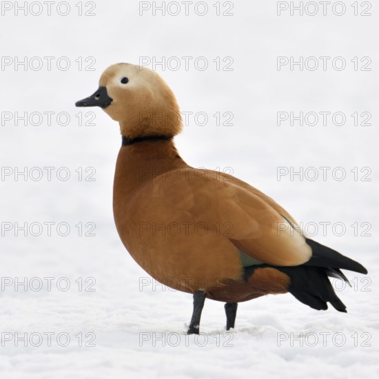 Ruddy-headed goose (Tadorne casarca), wild goose, male, in breeding plumage, displaying all the essential identifying characteristics, standing on a snow-covered field on the Lower Rhine, looking around, newcomer to Western Europe, neozoon, neozoan, continues to spread, copes well with the conditions even in winter, Bislicher Insel nature reserve, wild animal, Lower Rhine, North Rhine-Westphalia, Germany, Western Europe