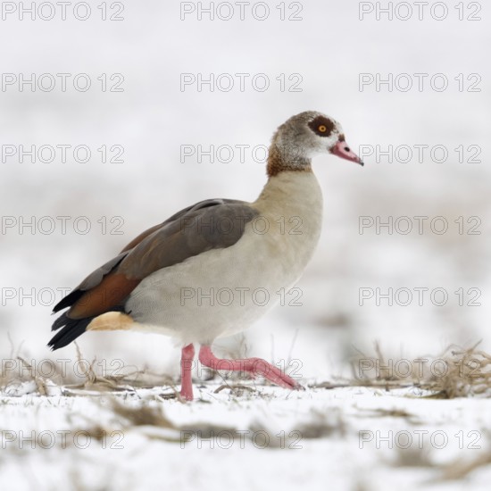 Nile goose (Alopochen aegyptiacus), invasive conspicuous wild goose in Europe, on the Lower Rhine in winter, migrating over snow-covered farmland, in search of food, wild goose, wild animals, Germany, Europe, Lower Rhine, North Rhine-Westphalia, Western Europe