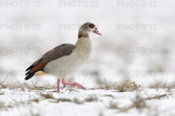 Egyptian goose (Alopochen aegyptiacus), invasive species in Europe, on the Lower Rhine in winter, migrating over snow-covered farmland, in search of food, wild goose, wild animals, Germany, Europe, Lower Rhine, North Rhine-Westphalia, Western Europe