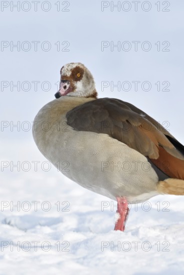 Nile goose (Alopochen aegyptiacus), now widespread wild goose, in winter, in the snow, neozone, invasive species in Germany, despite its origin from Africa, copes surprisingly well with cold temperatures, stands on freshly snow-covered farmland, wildlife, animal world, Europe, Lower Rhine, North Rhine-Westphalia, Germany, Western Europe