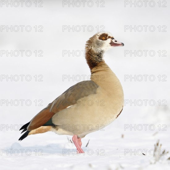 Egyptian goose (Alopochen aegyptiacus) in winter on the Lower Rhine, in the snow, standing on freshly snow-covered farmland, invasive species, despite its origin from Africa it copes surprisingly well with cold temperatures, neozoon, native fauna, wildlife, Lower Rhine, North Rhine-Westphalia, Rhineland, Germany
